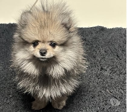 Animais estimação à venda Santa Cecília Sao Paulo SP - Fotos para Lulu da pomerânia Micro fêmeas