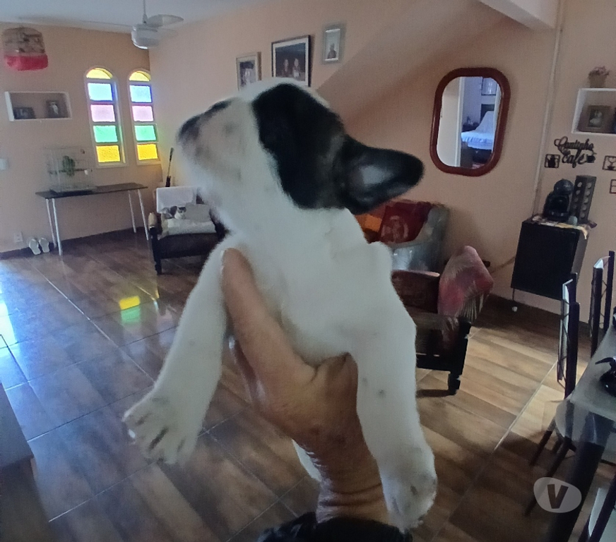 Animais Estimação à Venda Cabo Frio RJ - Fotos para Lindo filhote de Bulldog Francês