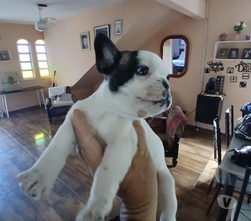 Animais Estimação à Venda Cabo Frio RJ - Fotos para Lindo filhote de Bulldog Francês