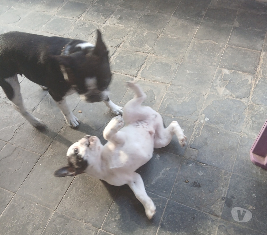 Animais Estimação à Venda Cabo Frio RJ - Fotos para Lindo filhote de Bulldog Francês