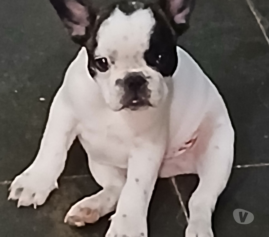 Animais Estimação à Venda Cabo Frio RJ - Fotos para Lindo filhote de Bulldog Francês