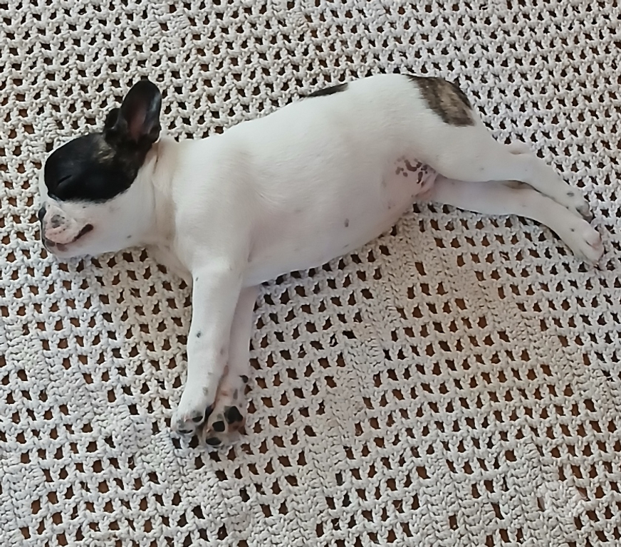 Animais Estimação à Venda Cabo Frio RJ - Fotos para Lindo filhote de Bulldog Francês