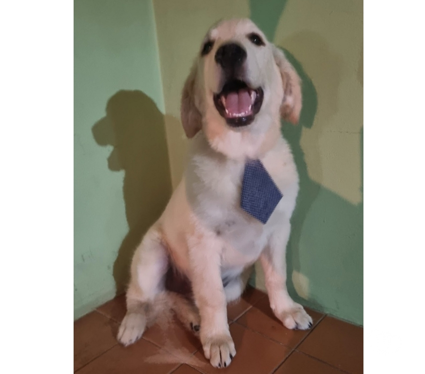 Animais Estimação à Venda Sao Paulo SP Campo Belo - Fotos para Lindos Filhotes de Golden Retriever ♂️♀️