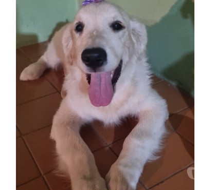 Animais estimação à venda Campo Belo Sao Paulo SP - Fotos para Lindos Filhotes de Golden Retriever ♂️♀️