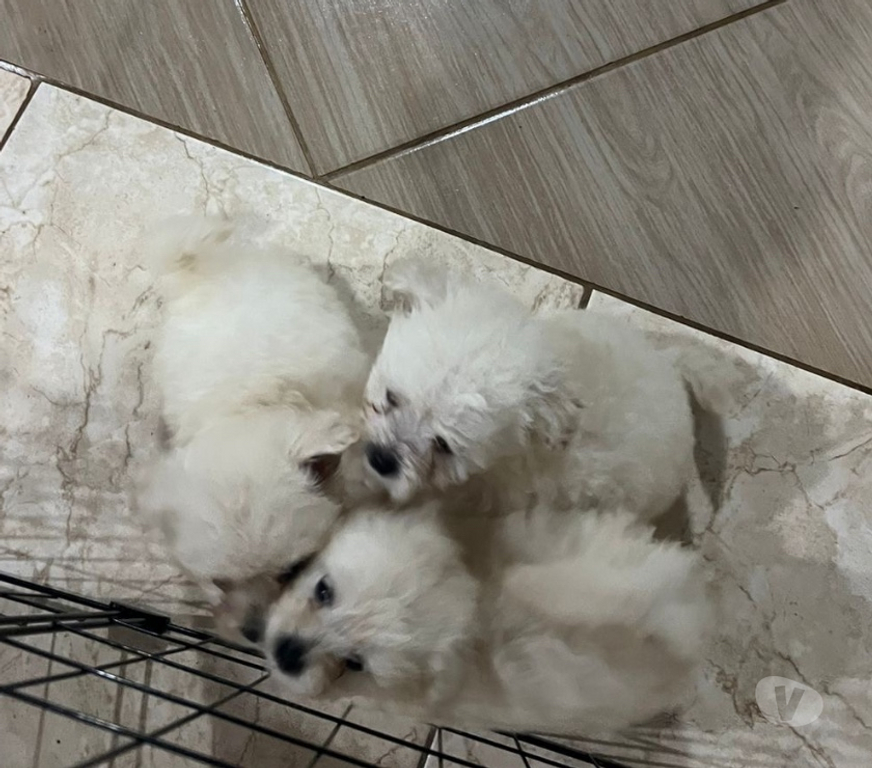 Animais Estimação à Venda Gravatai RS - Fotos para Filhotes de Lulu da Pomerânia à venda!