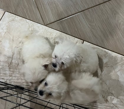Animais Estimação à Venda - Fotos para Filhotes de Lulu da Pomerânia à venda!