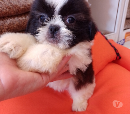 Animais Estimação à Venda Santo André Grande Sao Paulo SP - Fotos para lhasa apso filhotes