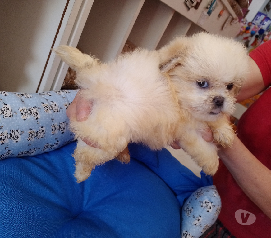 Animais Estimação à Venda Grande Sao Paulo SP Santo André - Fotos para shih tzu filhotes mine