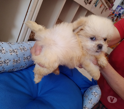 Animais estimação à venda Santo André Grande Sao Paulo SP - Fotos para shih tzu filhotes mine