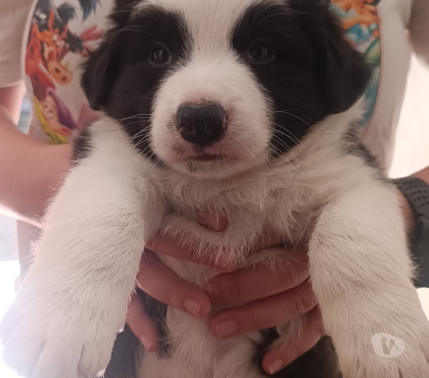 Animais Estimação à Venda Sao Paulo SP Casa Verde - Fotos para Border Collie - Presenteie com Inteligência e Alegria