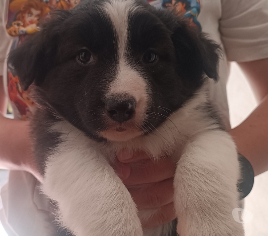 Animais Estimação à Venda Sao Paulo SP Casa Verde - Fotos para Border Collie - Presenteie com Inteligência e Alegria