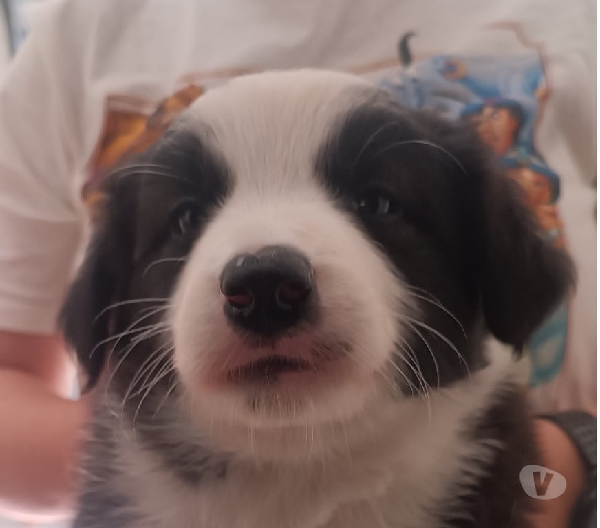 Animais Estimação à Venda Sao Paulo SP Casa Verde - Fotos para Border Collie - Presenteie com Inteligência e Alegria