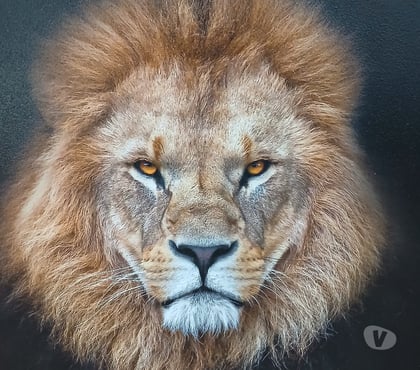 Encontros Casuais - Fotos para Negro para fantasias de casais