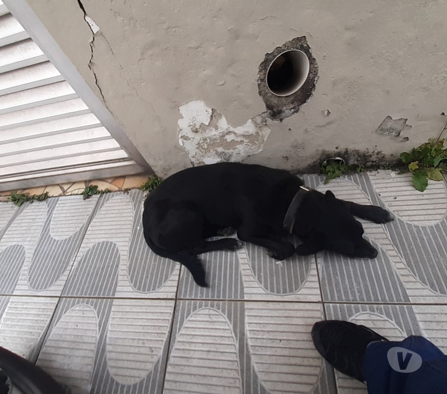 Adoção Animais de Estimação Sao Vicente SP - Fotos para Aquiles viralata docil