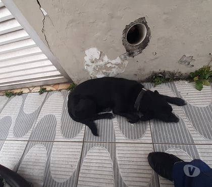 Adoção Animais de Estimação - Fotos para Aquiles viralata docil