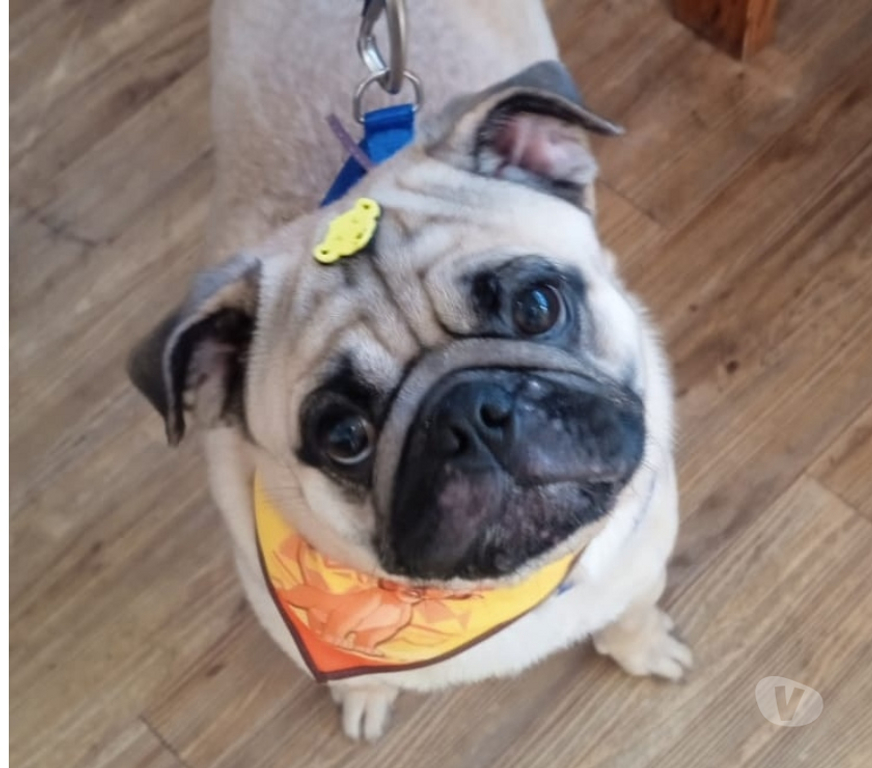 Animais Estimação à Venda Sao Jose dos Campos SP - Fotos para Filhote de Pug 9 meses