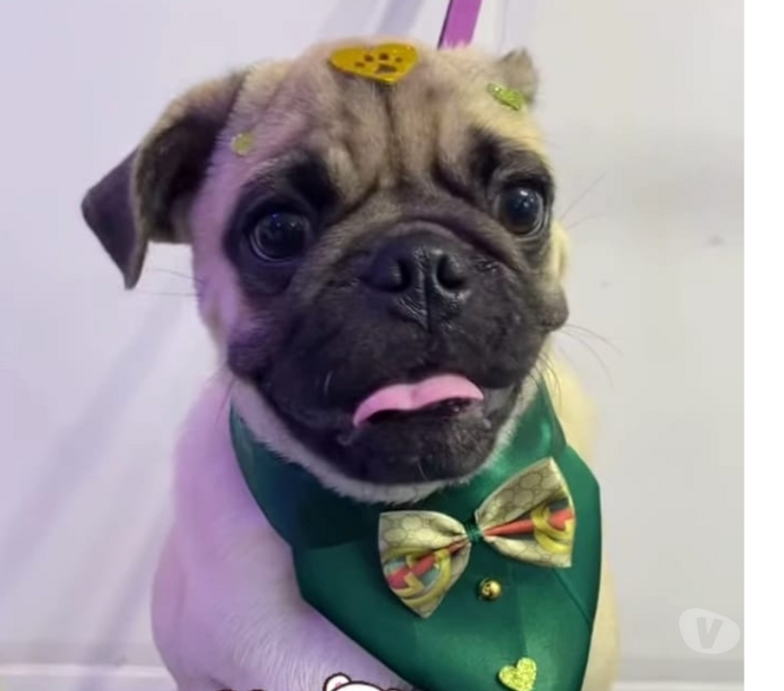 Animais Estimação à Venda Sao Jose dos Campos SP - Fotos para Filhote de Pug 9 meses
