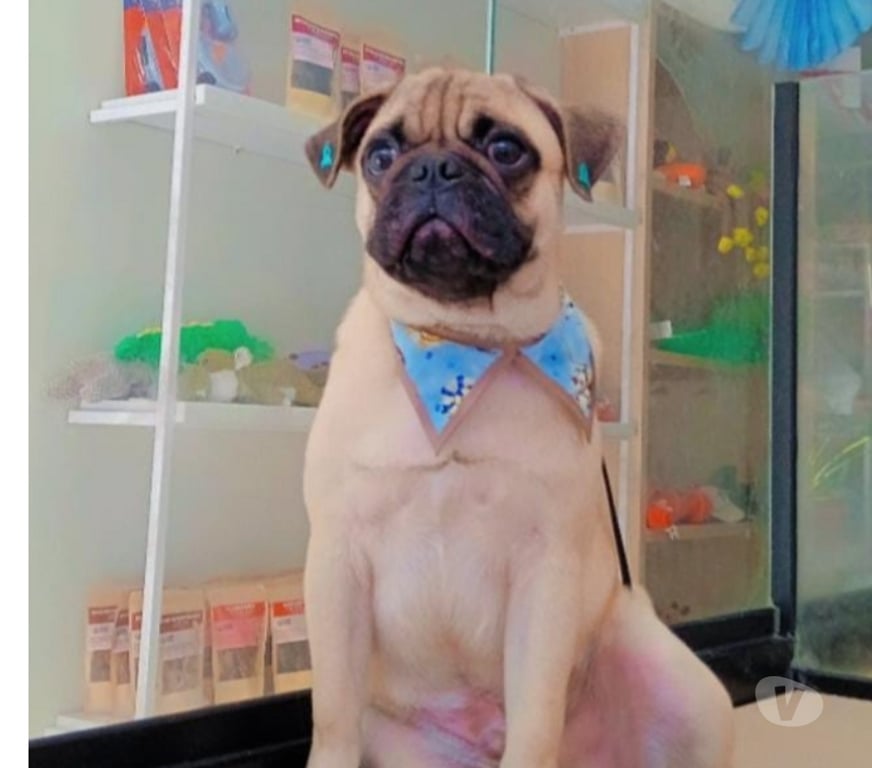 Animais Estimação à Venda Sao Jose dos Campos SP - Fotos para Filhote de Pug 9 meses