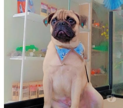 Animais Estimação à Venda - Fotos para Filhote de Pug 9 meses