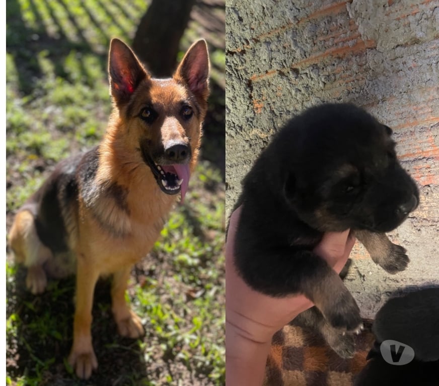 Animais Estimação à Venda Cachoeirinha Sul RS - Fotos para Filhotes de pastor alemão