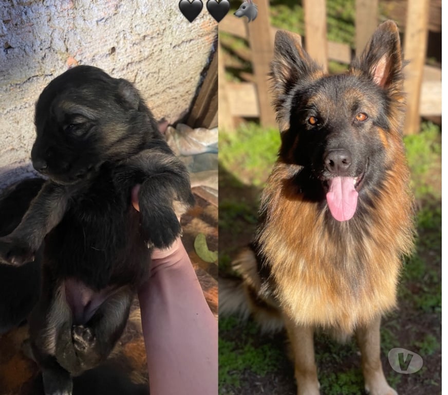 Animais Estimação à Venda Cachoeirinha Sul RS - Fotos para Filhotes de pastor alemão