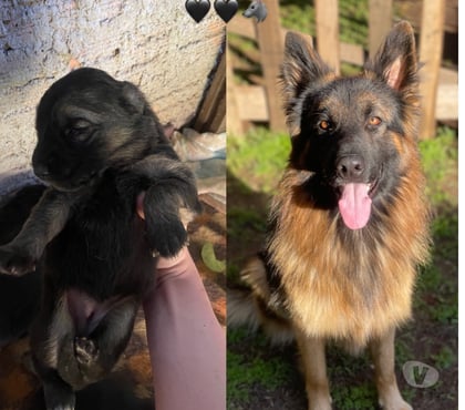 Animais estimação à venda - Fotos para Filhotes de pastor alemão