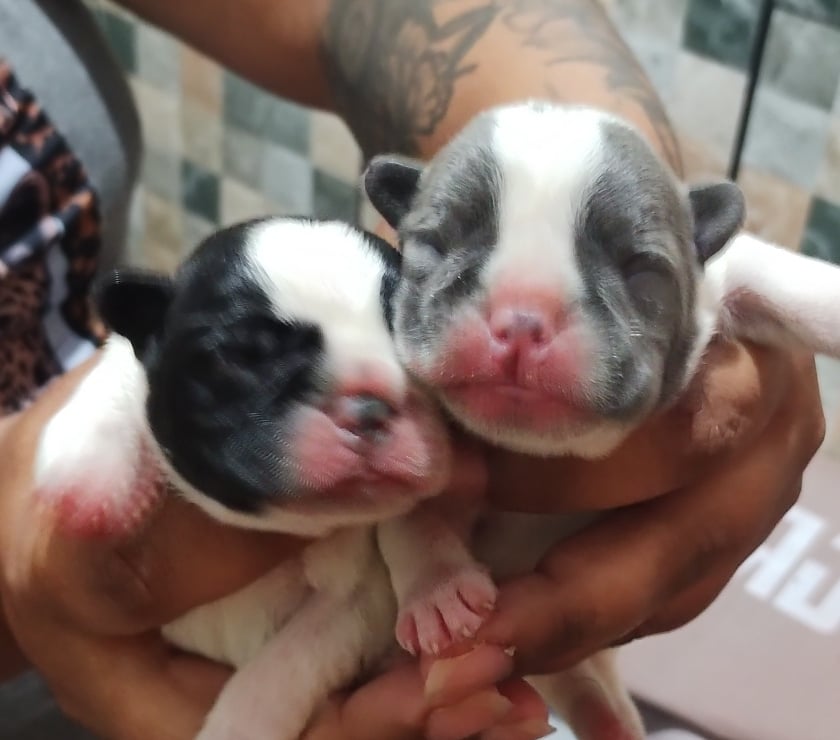 Animais estimação à venda Itaim Paulista Sao Paulo SP - Fotos para Vendo filhote de buldogue francês