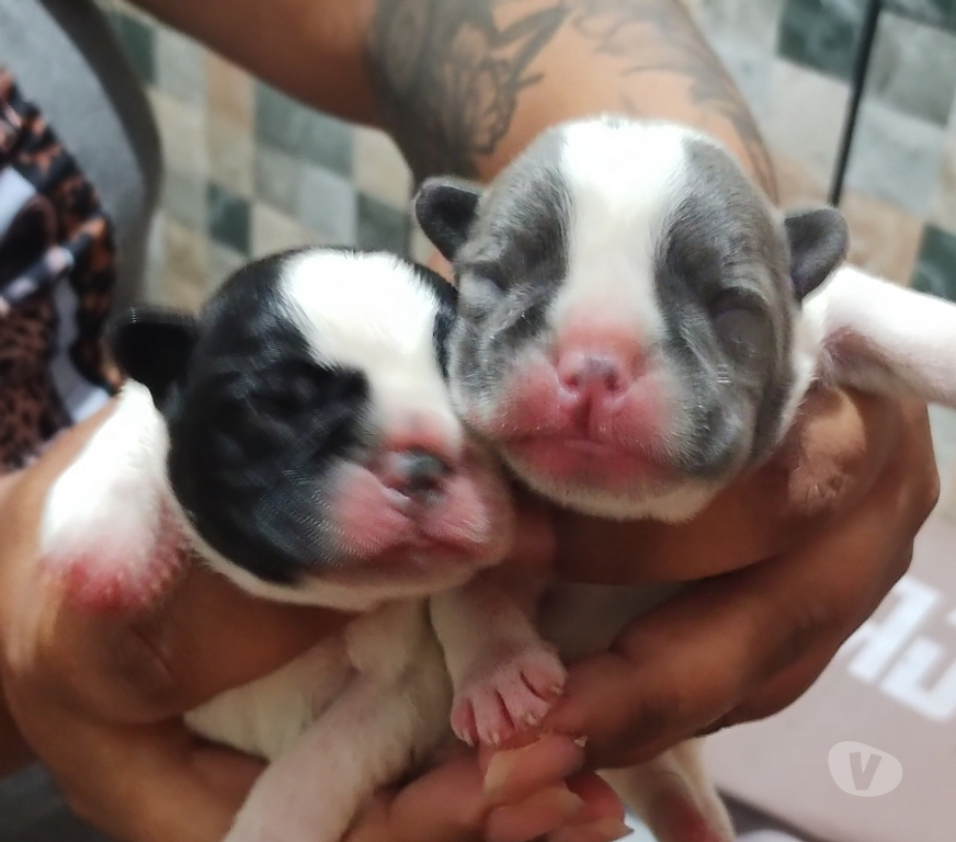 Animais Estimação à Venda Sao Paulo SP Itaim Paulista - Fotos para Vendo filhote de buldogue francês