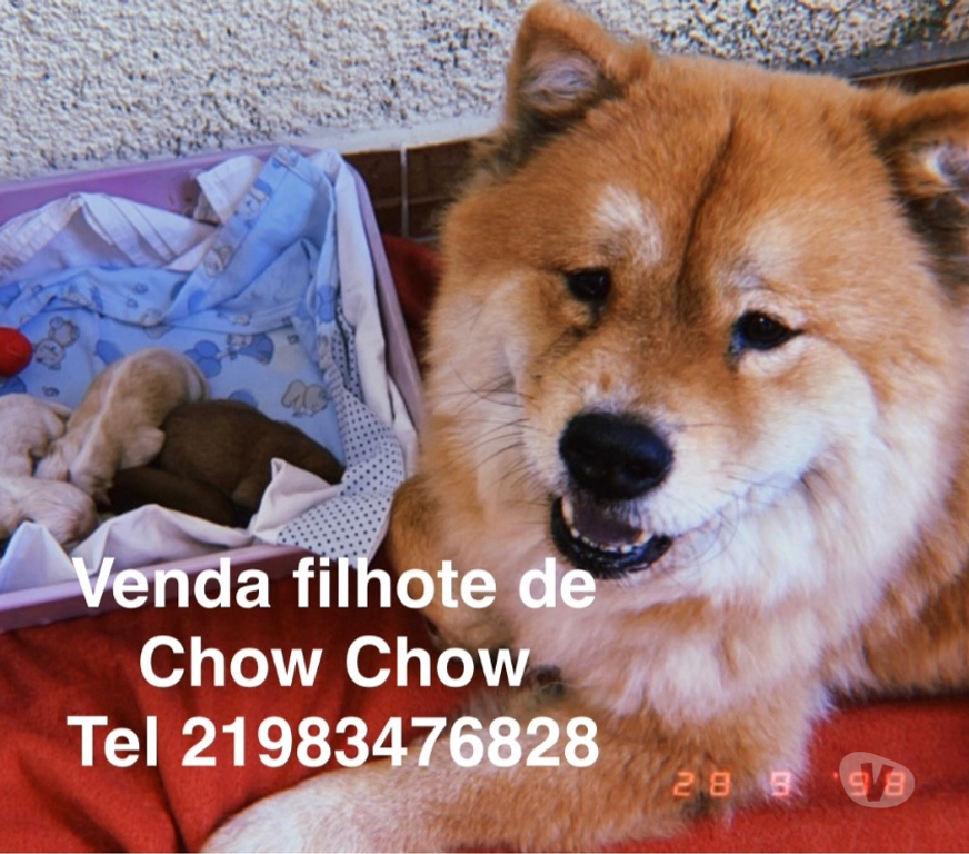 Animais Estimação à Venda Rio de Janeiro RJ Campo Grande, Rio de Janeiro - Fotos para filhote de Chow Chow puro