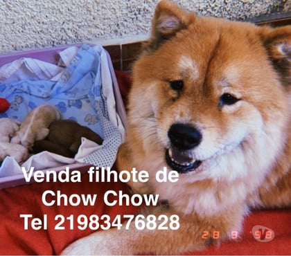 Animais Estimação à Venda Campo Grande, Rio de Janeiro Rio de Janeiro RJ - Fotos para filhote de Chow Chow puro