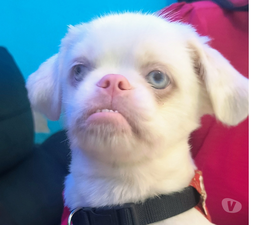 Animais Estimação à Venda Sao Paulo SP São Miguel Paulista - Fotos para Cachorro Pekinés albino