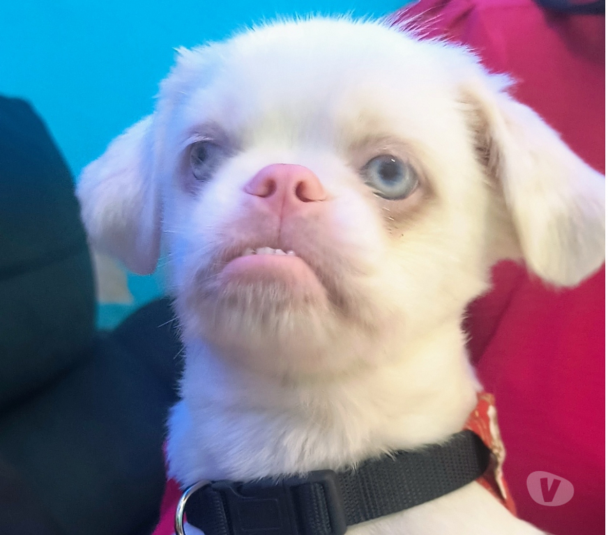 Animais Estimação à Venda Sao Paulo SP São Miguel Paulista - Fotos para Cachorro Pekinés albino