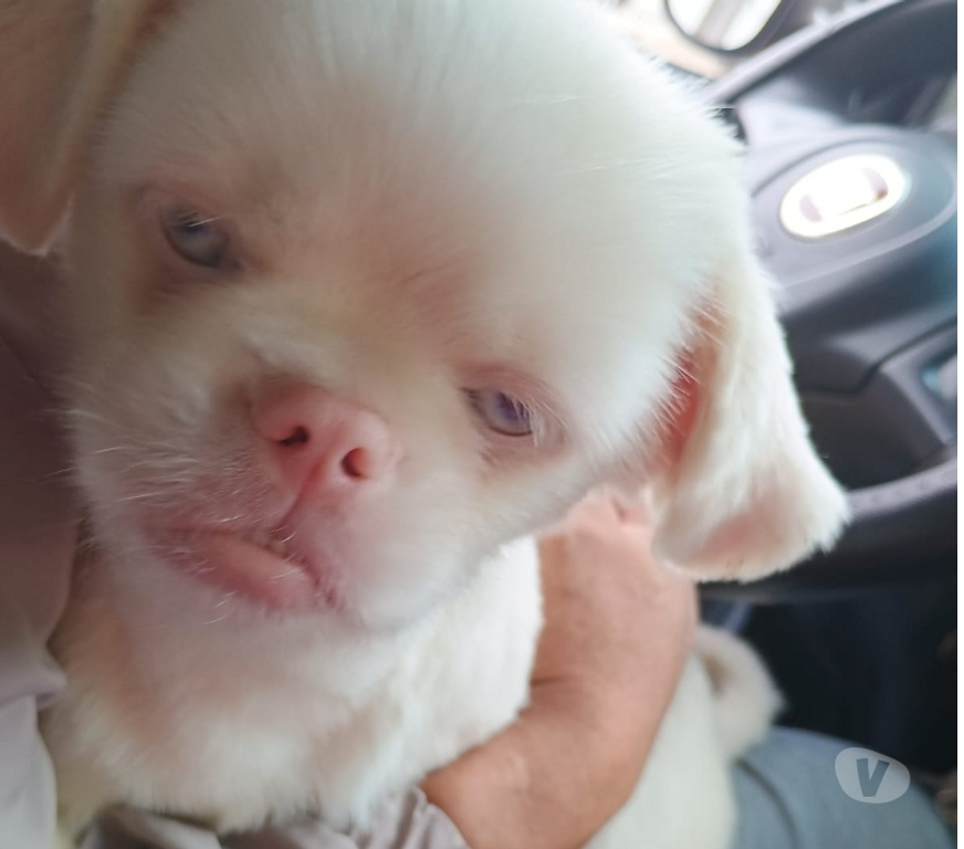 Animais Estimação à Venda Sao Paulo SP São Miguel Paulista - Fotos para Cachorro Pekinés albino