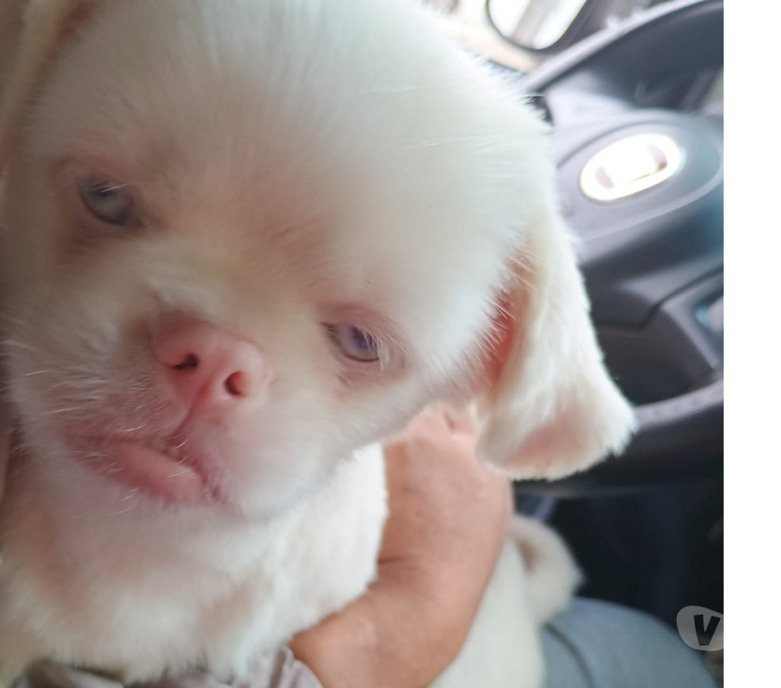 Animais Estimação à Venda Sao Paulo SP São Miguel Paulista - Fotos para Cachorro Pekinés albino