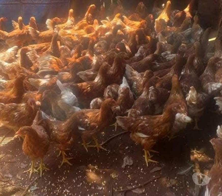 Animais do Campo Gravatai RS - Fotos para lindas franguinhas poedeiras alta postura 45 reais cada