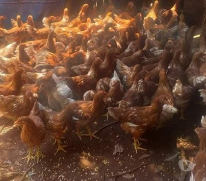 Animais do campo - Fotos para lindas franguinhas poedeiras alta postura 45 reais cada