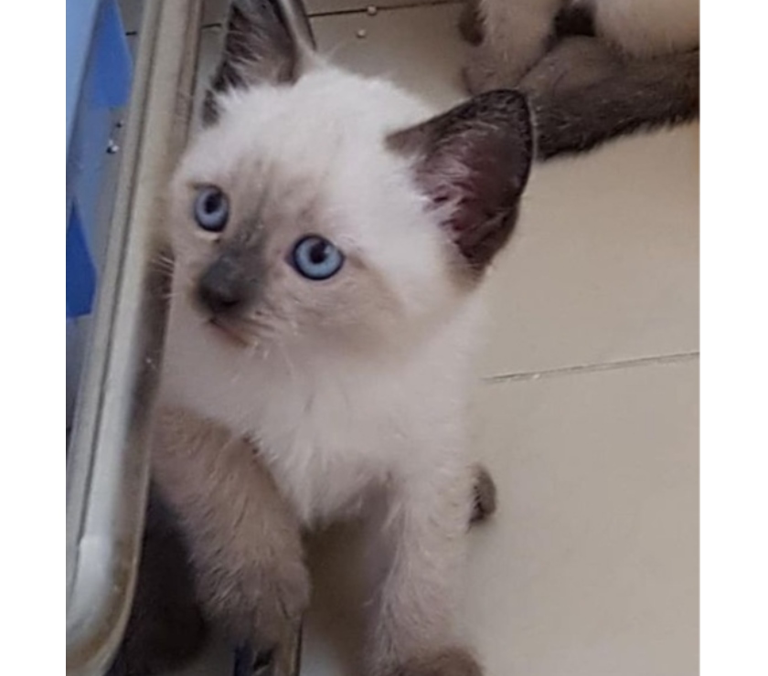 Animais estimação à venda Aguas Claras Brasilia DF - Fotos para Filhotes de Gatos siamês legítimo