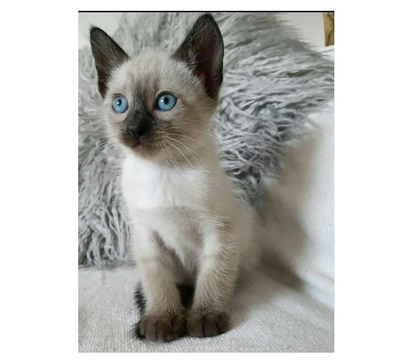 Animais Estimação à Venda Brasilia DF Aguas Claras - Fotos para Filhotes de Gatos siamês legítimo