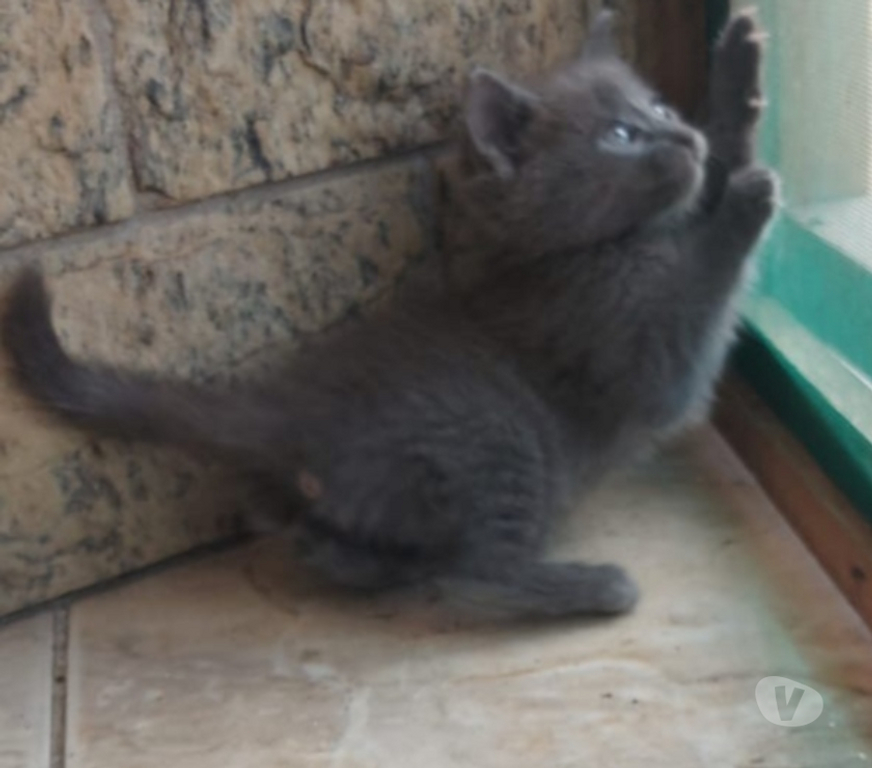 Animais Estimação à Venda Grande Sao Paulo SP Guarulhos - Fotos para Gatinhos russian Blue cinza azul russo