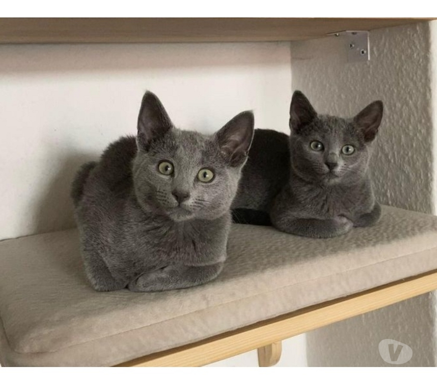Animais Estimação à Venda Grande Sao Paulo SP Guarulhos - Fotos para Gatinhos russian Blue cinza azul russo