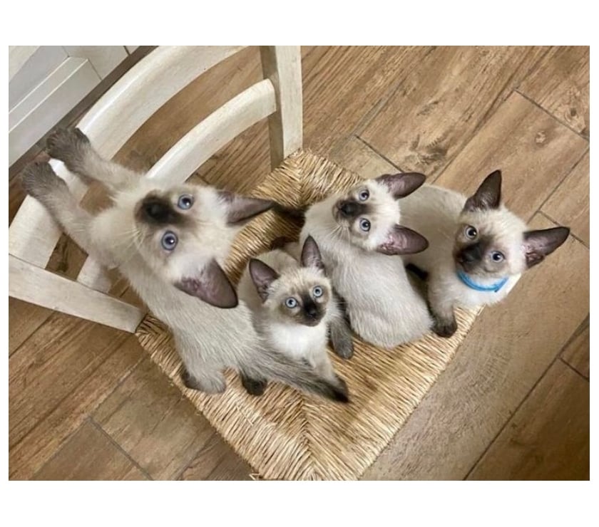 Animais estimação à venda - Fotos para Gatinhos siamês legítimos