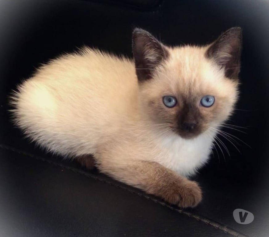 Animais Estimação à Venda Salvador BA Centro de Salvador - Fotos para Gatinhos siamês