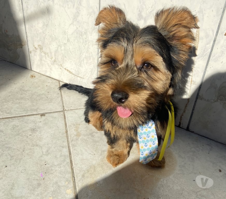 Animais Estimação à Venda Sao Paulo SP São Mateus - images_alt_text Vendo cachorro York macho