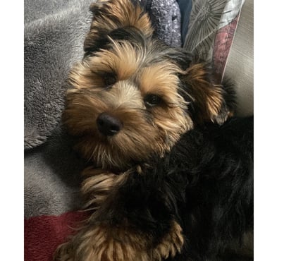 Animais Estimação à Venda São Mateus Sao Paulo SP - Fotos para Vendo cachorro York macho