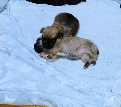 Animais Estimação à Venda - Fotos para Vendo filhotes de Pug.....