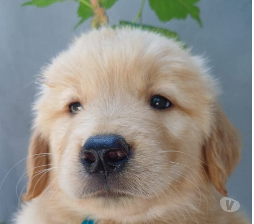 Animais Estimação à Venda Niteroi RJ - Fotos para Filhotes lindos de Golden Retriever com Pedigree