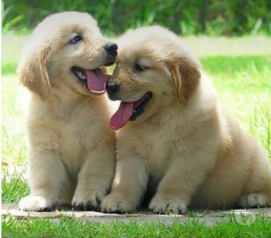 Animais Estimação à Venda Niteroi RJ - Fotos para Filhotes lindos de Golden Retriever com Pedigree