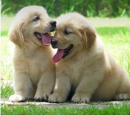 Animais Estimação à Venda - Fotos para Filhotes lindos de Golden Retriever com Pedigree