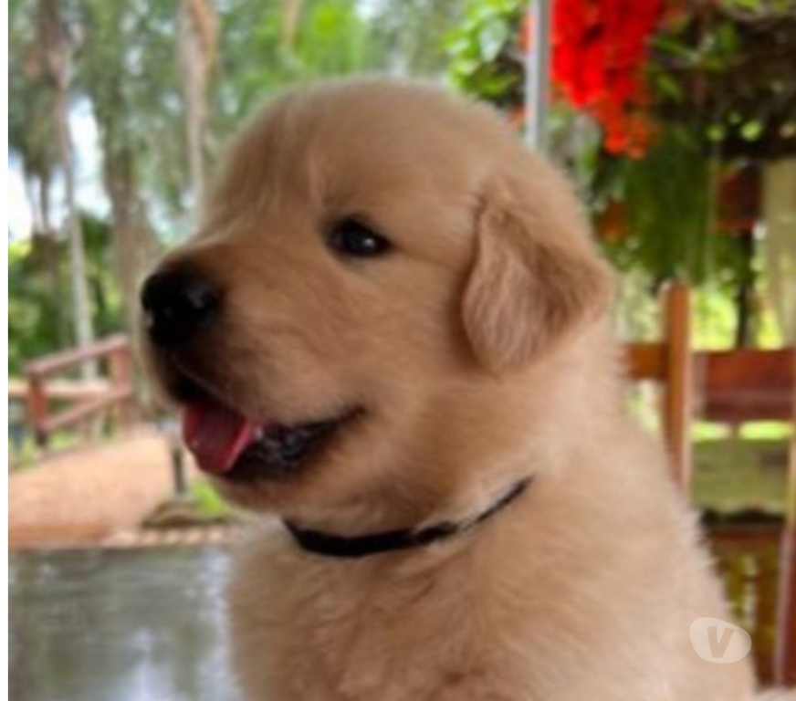 Animais Estimação à Venda Volta Redonda RJ - Fotos para Ótimo padrão da raça, Golden Retriever com vacina