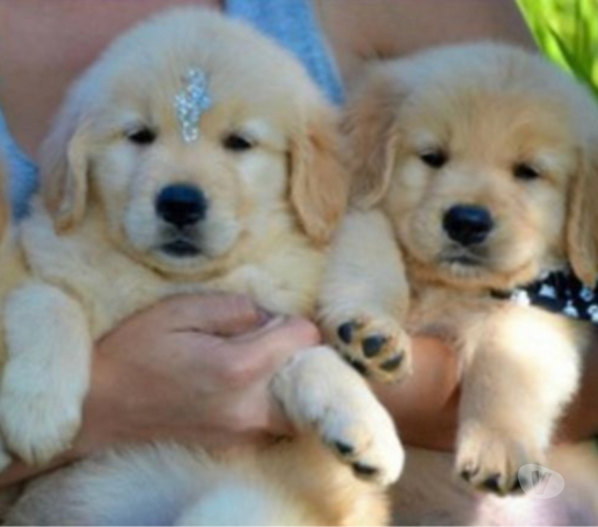 Animais Estimação à Venda Volta Redonda RJ - Fotos para Ótimo padrão da raça, Golden Retriever com vacina